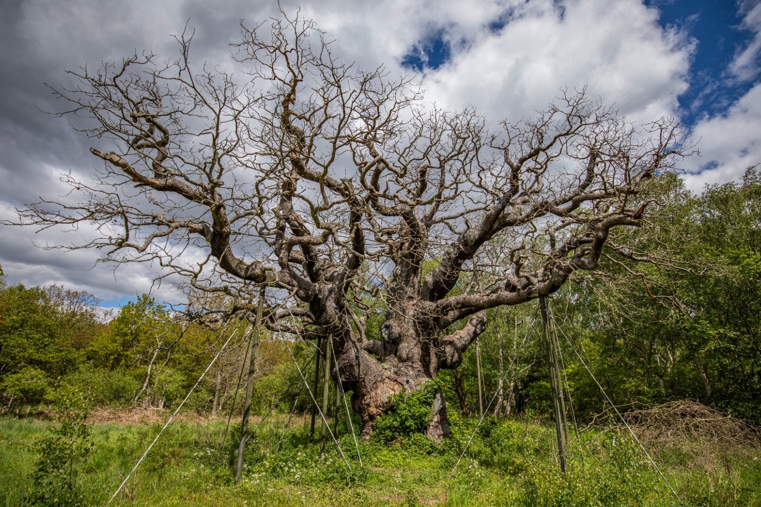 Robin Hood’s Major Oak in Sherwood Forest has died, experts say