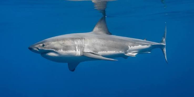 Climate Change Could Bring Great Whites to UK Seas